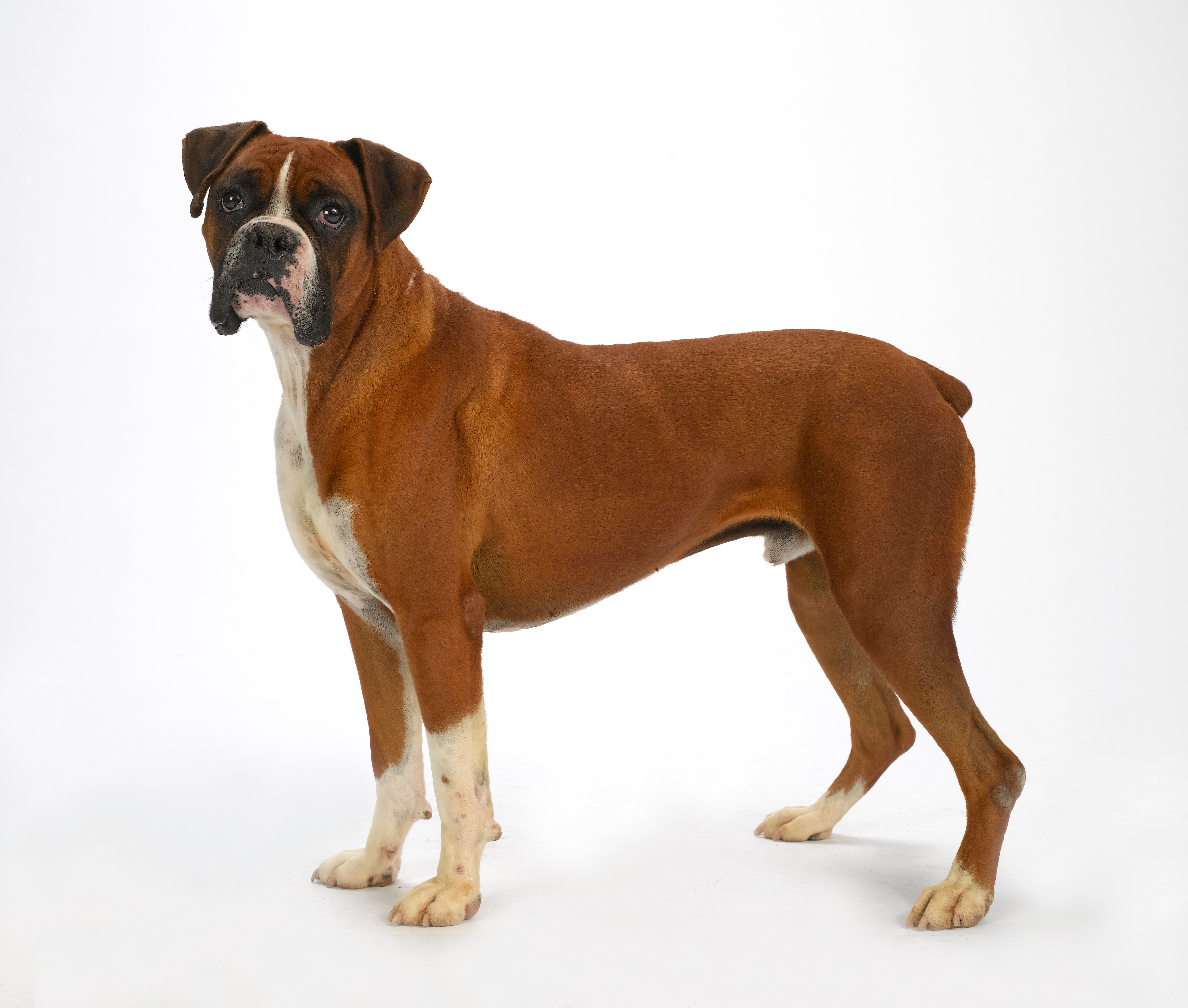 Senior boxer dogs fashion for adoption